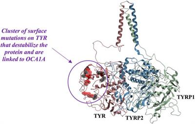 Biophysical Compatibility of a Heterotrimeric Tyrosinase-TYRP1-TYRP2 Metalloenzyme Complex